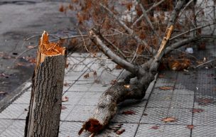 Mujer murió tras ser aplastada por un árbol en San José de la Mariquina