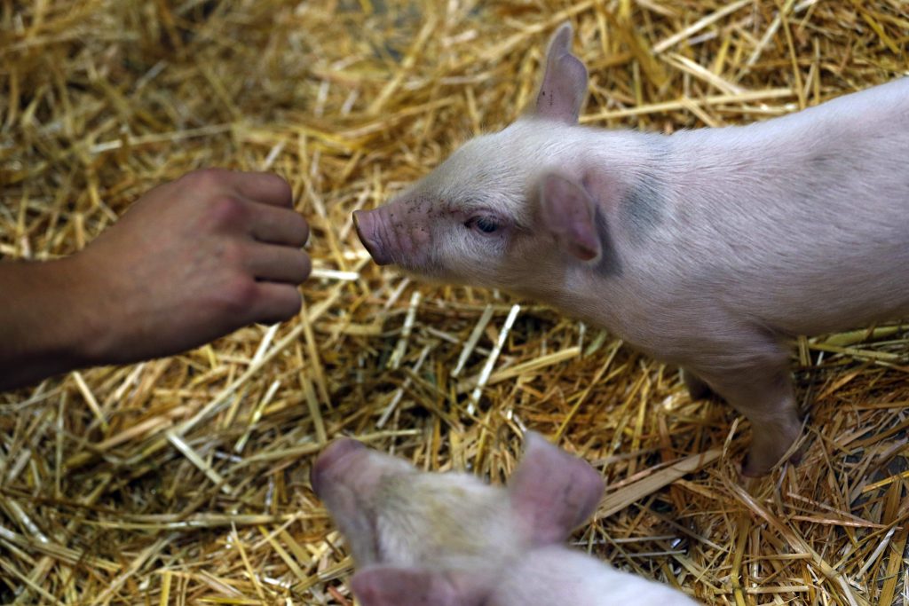Alerta mundial: grupo de científicos detectaron en China aparición de nueva gripe porcina con “posible potencial pandémico”