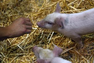 Alerta mundial: grupo de científicos detectaron en China aparición de nueva gripe porcina con 