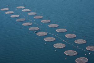 Greenpeace denuncia masiva fuga de salmones en Los Lagos