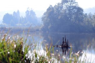 Estudio advierte que degradación de ecosistemas aumentaría riesgo de pandemias