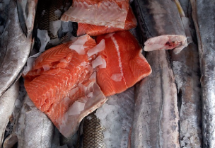 Asociación de Salmones descarta que peces sean agentes de transmisión Covid-19