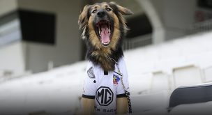 Colo Colo informó el sensible fallecimiento de su mascota oficial