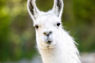Encuentran en alpacas el