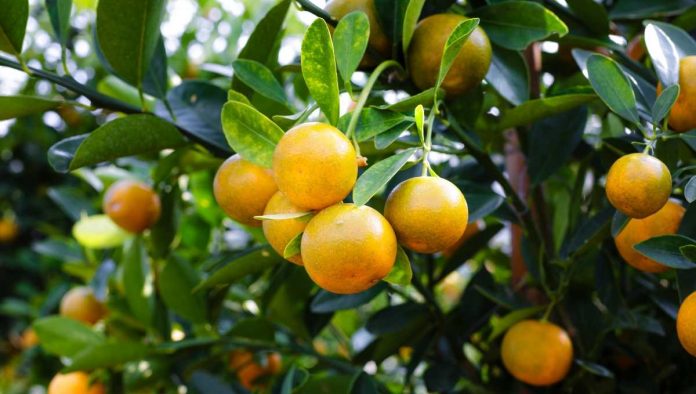 Cítricos sufren impacto por heladas: proyección de exportaciones bajan en hasta 21% para temporada 2022