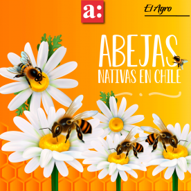 Abejas nativas de Chile