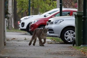 Puma anda suelto en La Florida