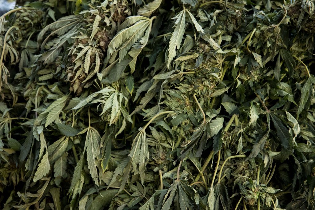 PDI detuvo a financistas de plantación de marihuana en La Ligua