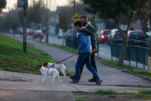 SAG estableció contaminación en alimentos para perros