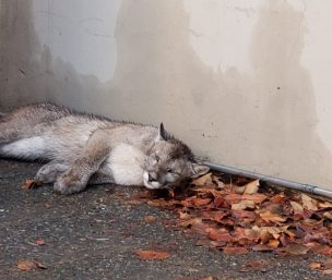 Personal del SAG y del Zoológico Nacional rescataron a puma en Lo Barnechea