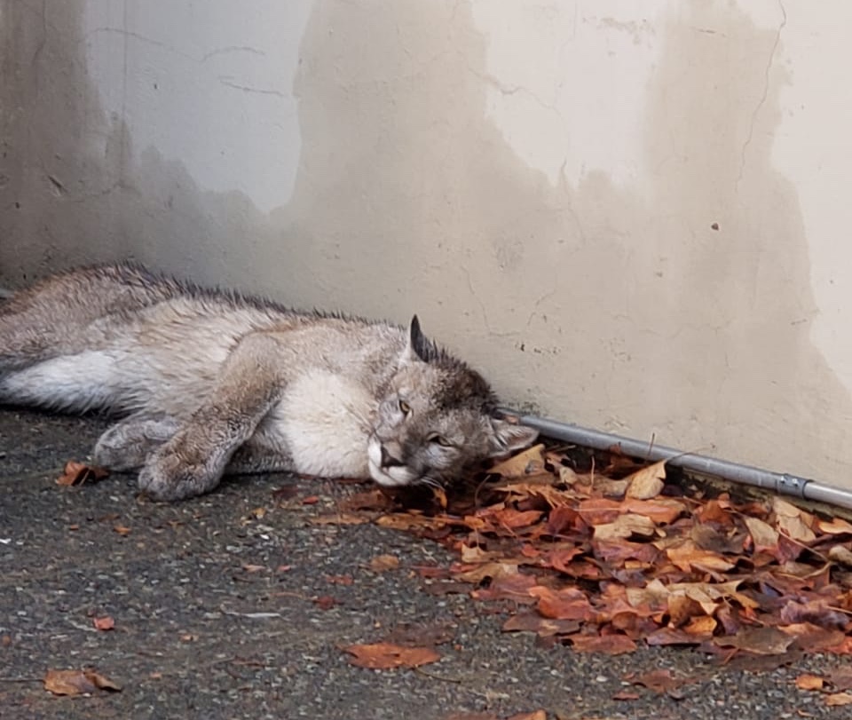 Personal del SAG y del Zoológico Nacional rescataron a puma en Lo Barnechea