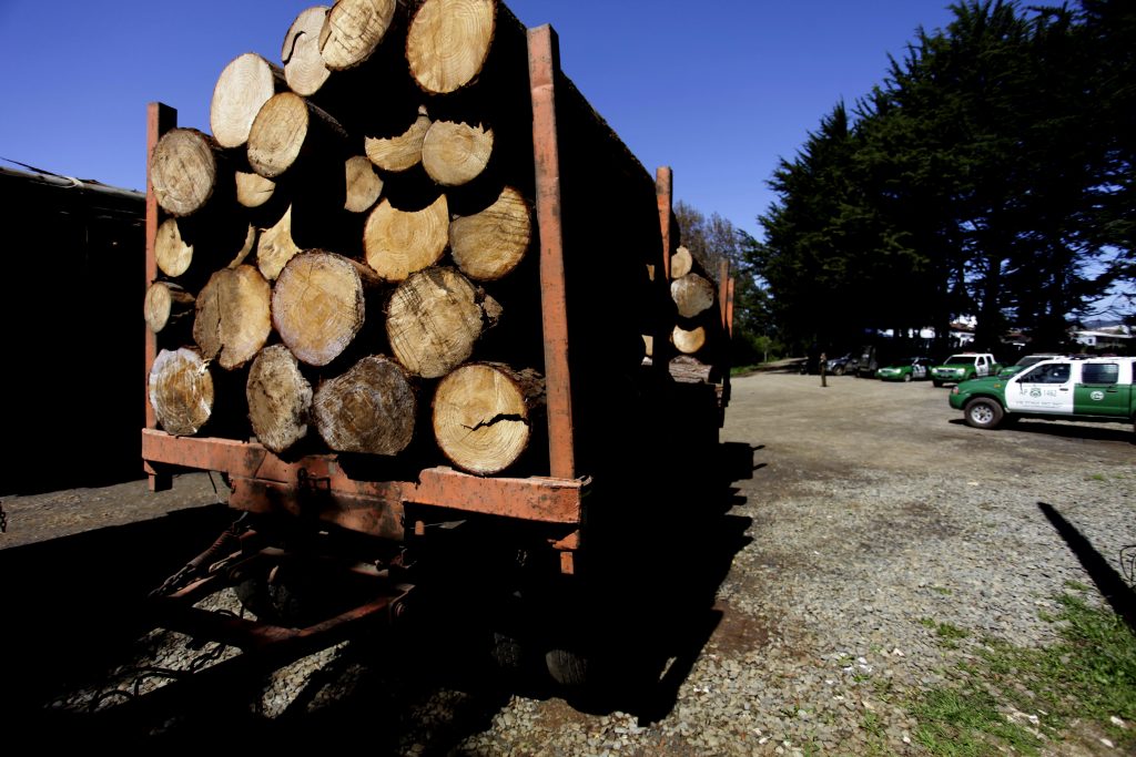 Lanzan campaña contra el comercio ilegal de madera