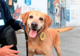 Hasta siempre Keeper: fallece el perro antinarcótico más reconocido del país por su labor la detección de drogas