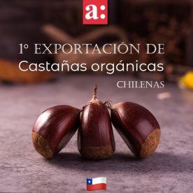 Realizan la primera exportación de castañas orgánicas chilenas