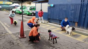 Anuncian servicio de “delivery” para perros que buscan ser adoptados en Ñuñoa