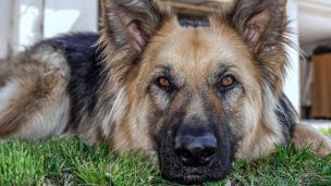 Tu cariño se nos va: Falleció Buddy, el primer perro que arrojó positivo por Covid en EE.UU.