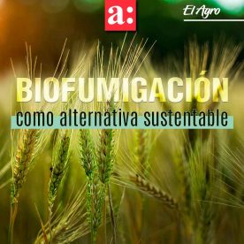 Promueven la biofumigación como una alternativa sustentable y efectiva para la desinfección de suelos