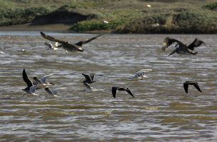 Alcalde de Santo Domingo celebra nuevo Santuario de la Naturaleza en Chile: 