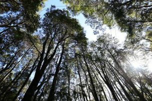 Reabren Parque Nacional Alerce Costero en región de Los Ríos