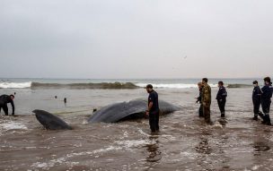 Cachalote varado en playa de Arica es devuelto al mar luego de varios intentos