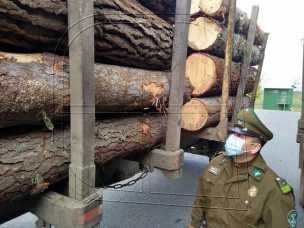 Carabineros incautó tres camiones con madera robada en Victoria