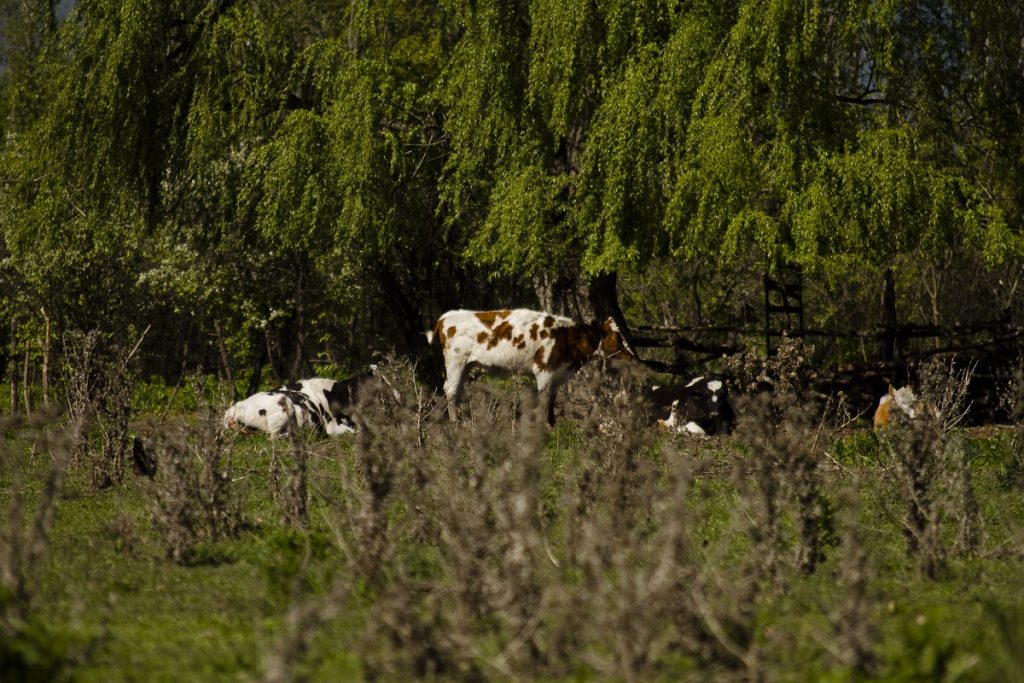 Fiscalía abre investigación de oficio por presunto maltrato animal en Río Negro