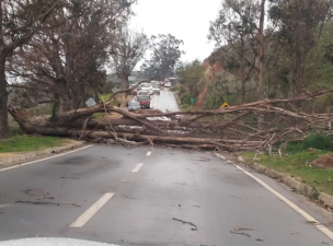 Tránsito interrumpido en ruta a Laguna Verde: fuerte viento provocó caída de árbol