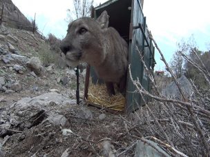 Regresan a la naturaleza a puma capturado en comuna de Lo Barnechea