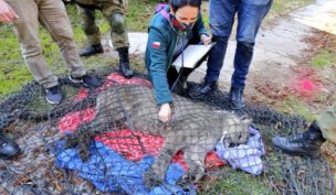 Puma suelto en Lo Barnechea: personal del SAG capturó al felino