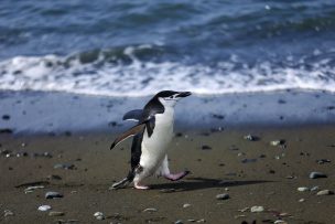 Antártica superó su récord de temperatura máxima al registrar más de 18ºC en 2020