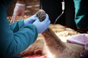 SAG encontró un puma muerto en la precordillera de la Región Metropolitana