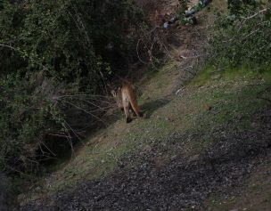 Un cachorro de puma fue capturado en Las Condes y otras tres especies siguen sin ser ubicadas