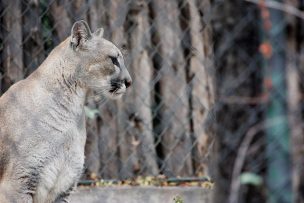 Reportan la presencia de 2 a 3 pumas en condominio de Las Condes