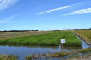 Exponen características de nueva variedad de arroz INIA Digua CL