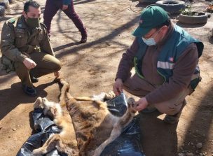 SAG denuncia caza y faena ilegal de puma en Ñuble