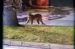 SAG recaptura a puma que deambulaba en cercanías de un colegio rural en San Felipe