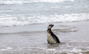 Sernapesca libera Pingüino de Magallanes en playa de Zapallar