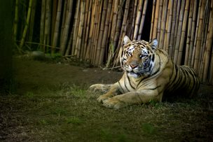 Alerta máxima en la India por fuga de tigre que mató a ocho personas