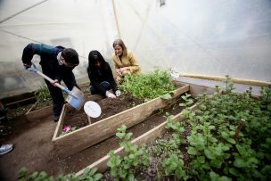 Las tres plantas medicinales más efectivas que calman el estrés de la pandemia