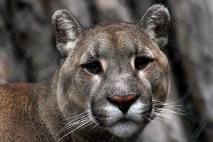 Mujer de 28 años muere tras ser atacada por un puma en Región de Los Ríos