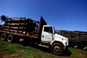 Intendente Giacaman destacó operativos en Arauco por robo de madera y narcotráfico