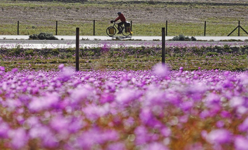Académicos revelan cuál es la mejor época para ver el Desierto Florido