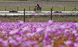 Positiva fiscalización de CONAF y PDI al desierto florido