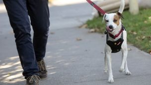 Ventas orientadas al cuidado de mascotas han aumentado en un 78%