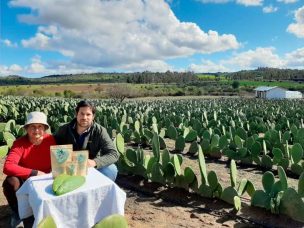 El nopal ingresa al mercado nacional: innovador alimento funcional con alta fibra dietética