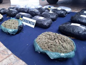 PDI incautó más de 30 mil dosis de cannabis sativa en la comuna de Nogales