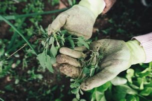 Estudiante de Agronomía UdeC gana proyecto para fomentar productividad de huertos comunitarios en Chiguayante