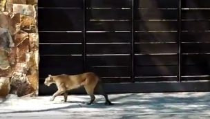 Capturan a puma juvenil en Las Condes