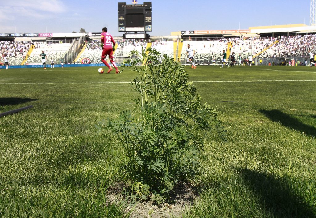 Un viejo amuleto de la “era Guede” regresó al Estadio Monumental y Colo Colo acabó con la mala racha