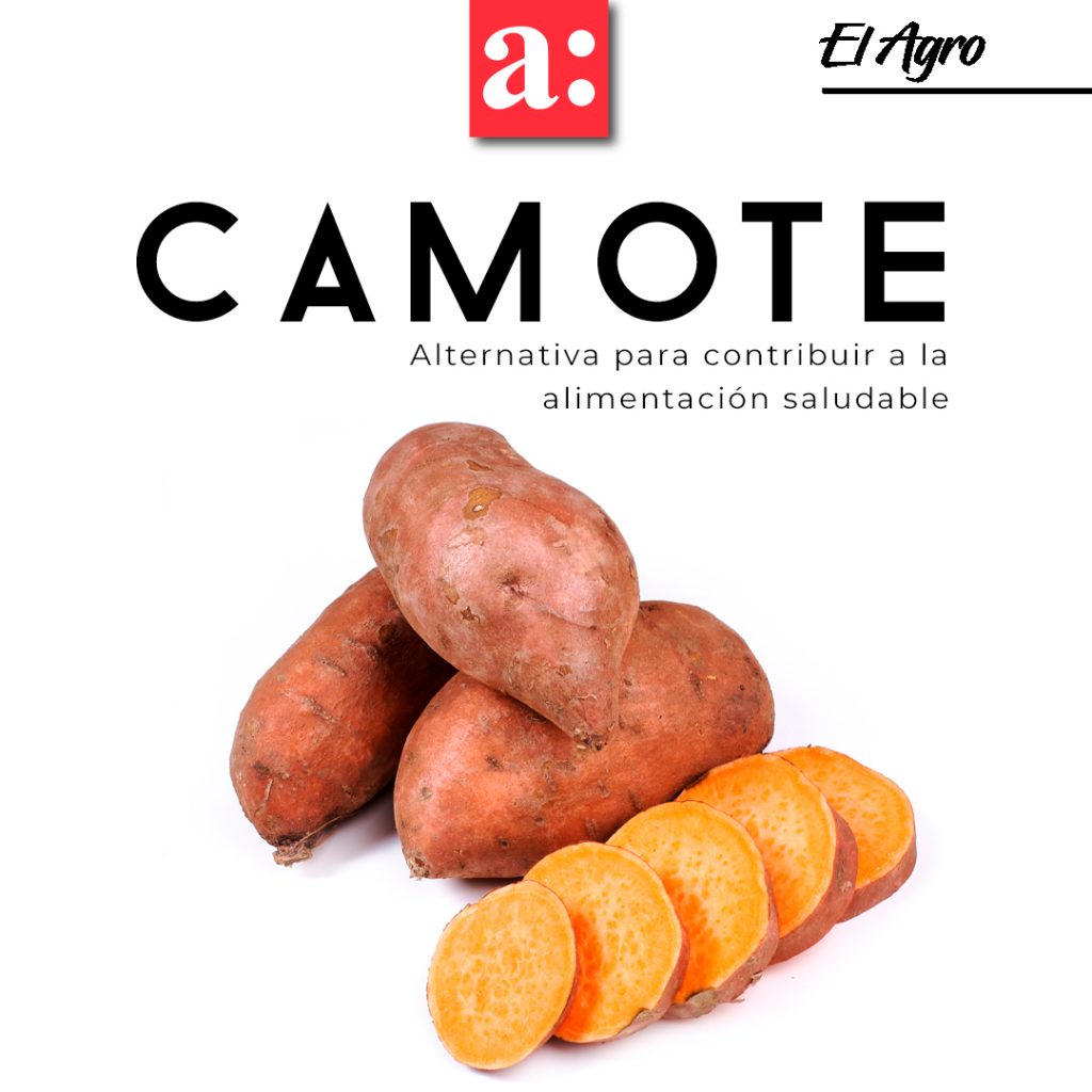 El camote surge como una opción cada vez más sólida en la Región del Maule